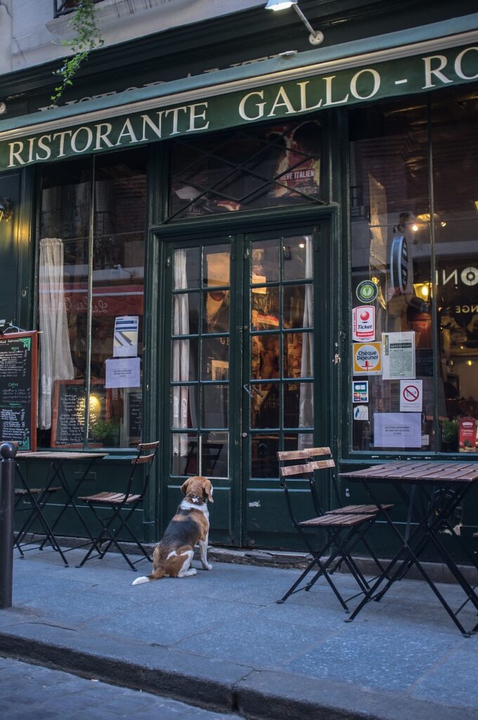 french restaurant, animal, brewery, pet, paris, dog, france, city, restaurant